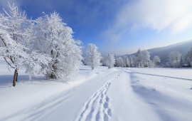 Footsteps in Fresh Snow