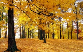 Forest Autumn Tree