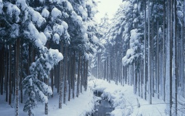 Forest Covered in Snow