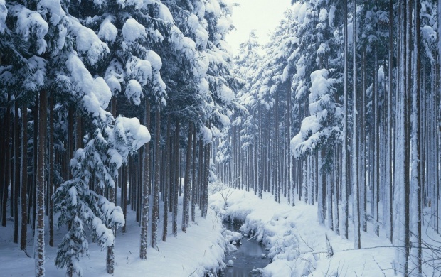 Forest Covered in Snow (click to view)