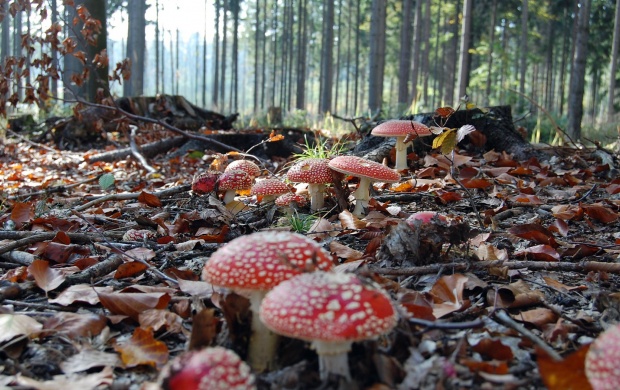 Forest In Red Mushrooms (click to view)
