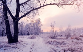 Forest In Winter