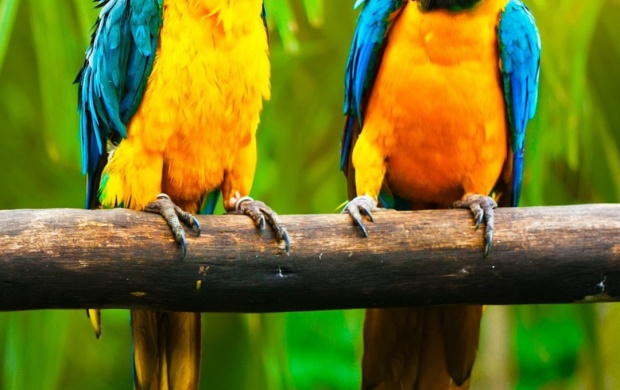 Forest Parrots Color
