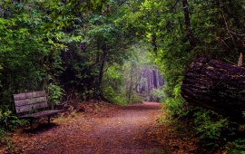 Forest Pathway and Bench