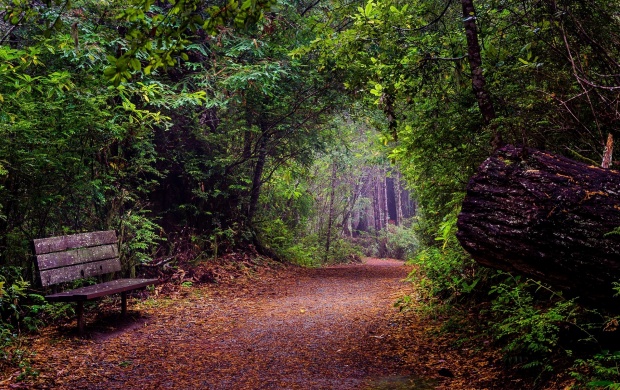 Forest Pathway and Bench