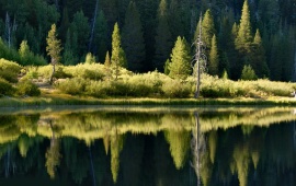 Forest Reflected in the Lake