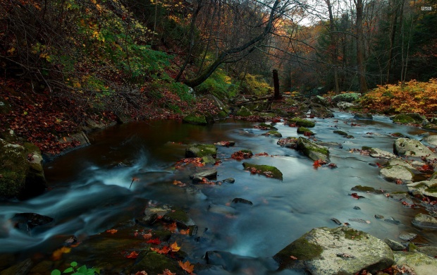 Forest River in Autumn