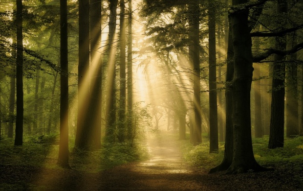 Forest Sun Rays (click to view)