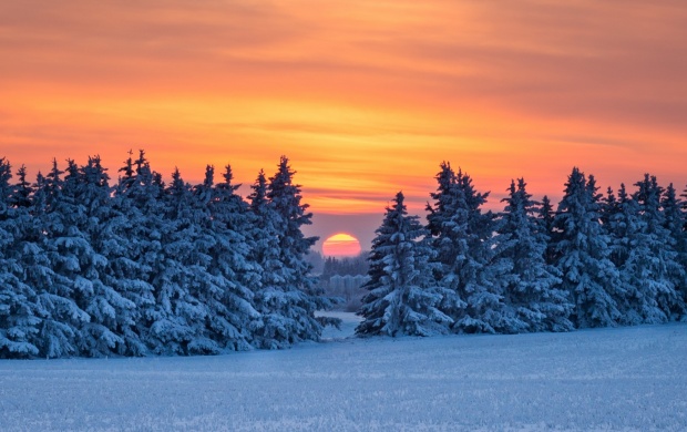 Forest Sunset Snow