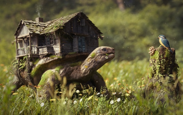 Forest Turtle On House (click to view)