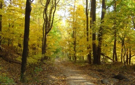 Forest Walkway