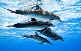 Four Ocean Water Dolphins