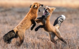 Fox Battle