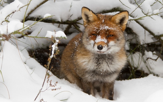 Fox Hiding In Snow