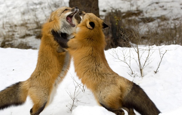 Foxes Fighting