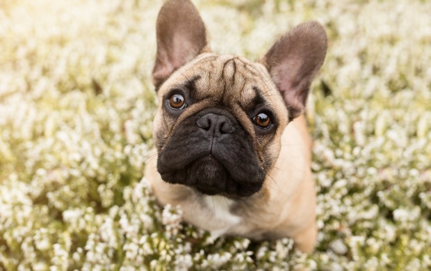 French Bulldog (click to view)