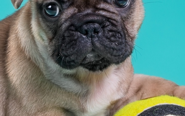 French Bulldog Puppy With Ball