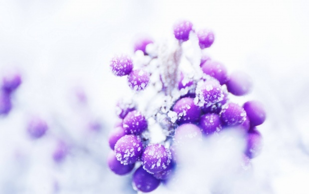 Fresh Snow On Purple Plants