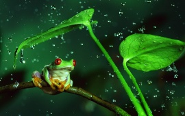 Frog And Rain