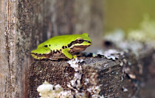 Frog Close-Up Macro