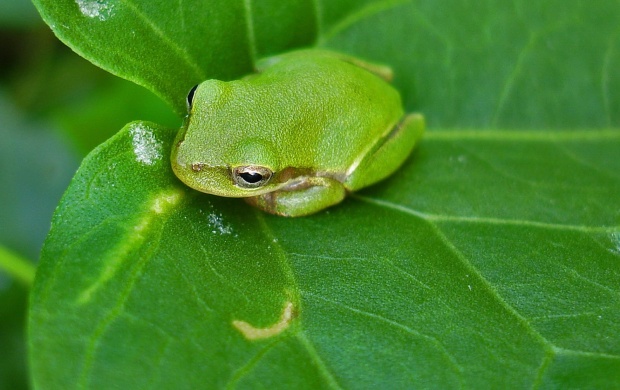 Frog Sitting On Green Leaves (click to view)