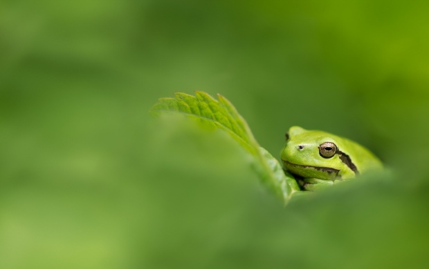 Frog With Green Nature (click to view)