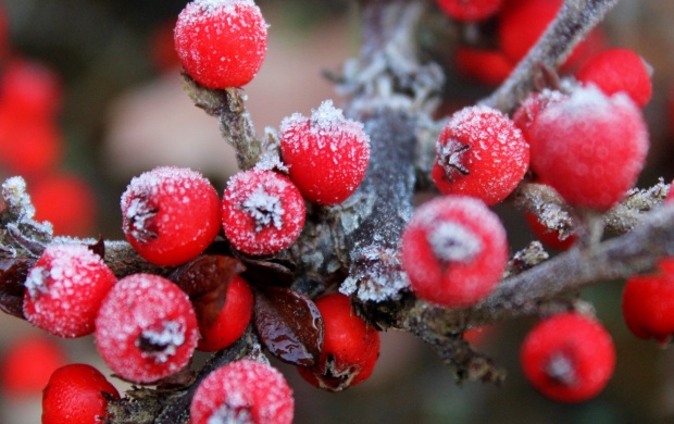 Frost Berries Branch