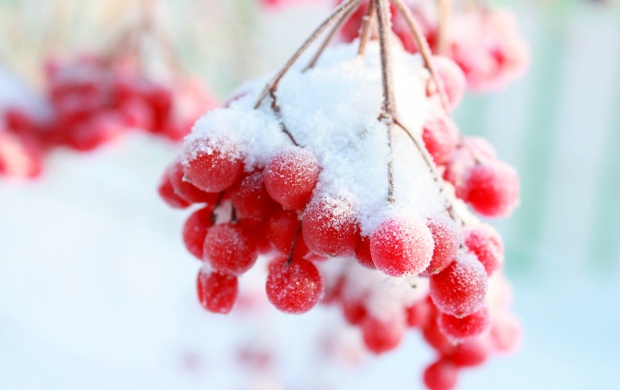 Frozen Red Berries (click to view)