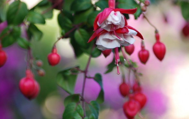 Fuchsia Flowers (click to view)