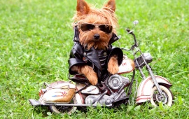 Funny Biker Dog