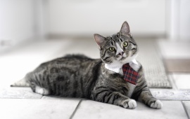 Funny Cat Wearing Tie