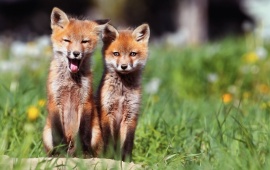 Funny Fox Cubs