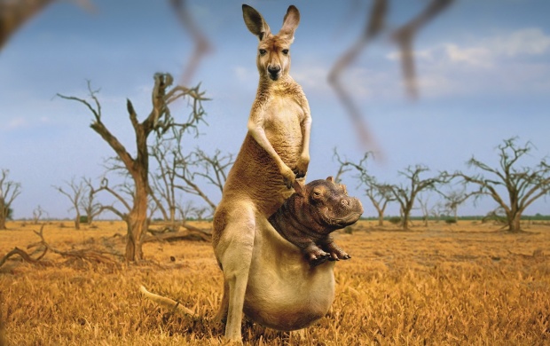 Funny kangaroo (click to view)