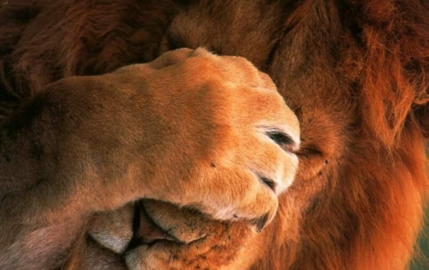 Funny Lion wallpapers