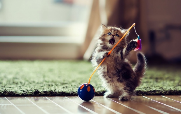 Funny Lovely Playful Kitten