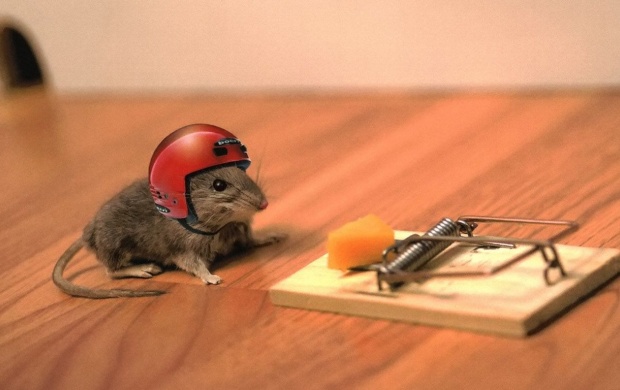 Funny Mouse (click to view)