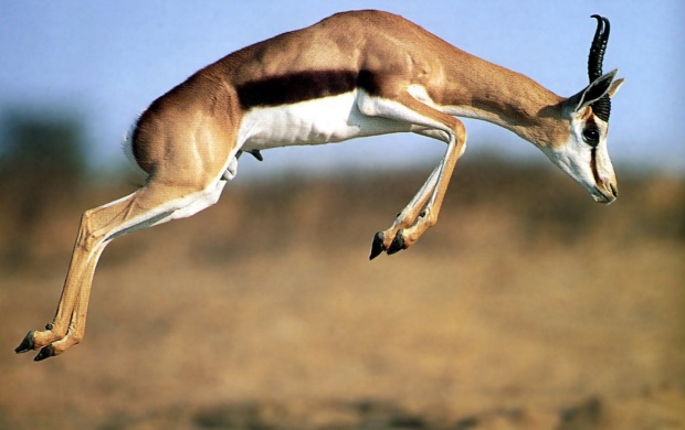 Gazelle (click to view)