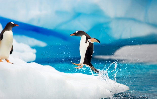 Gentoo Penguin (click to view)