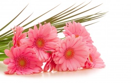 Gerbera Pink Flowers