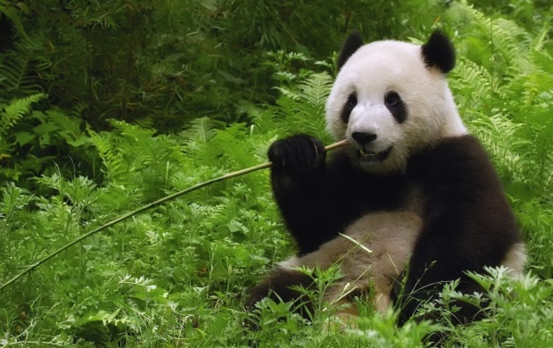 Giant Panda Eating Bamboo (click to view)