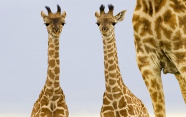 Giraffe Babies