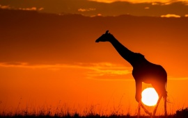 Giraffe Sunset Africa