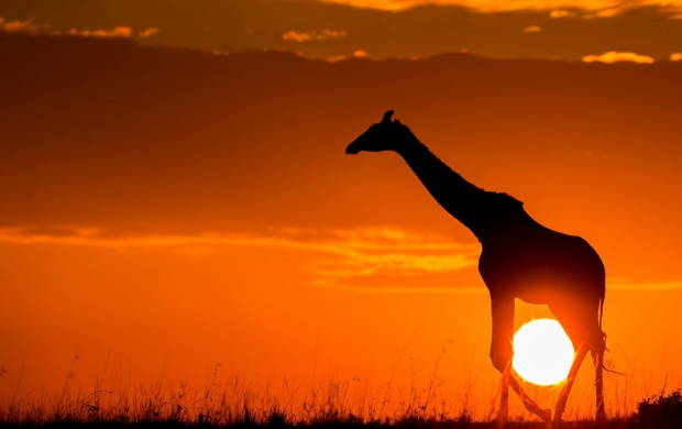 Giraffe Sunset Africa