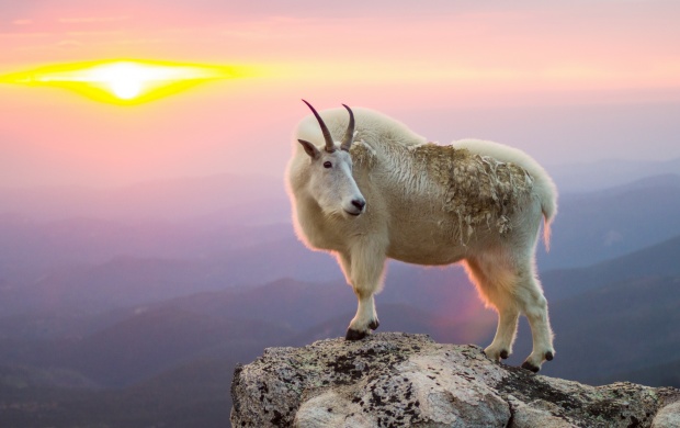 Goat At Mountain Sunrise