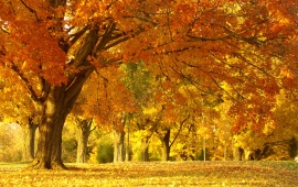 Golden Autumn Tree