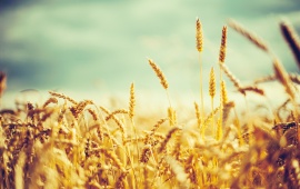 Golden Wheat Vintage