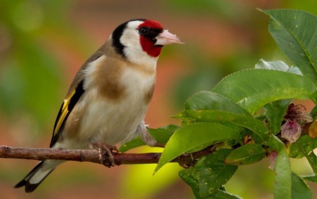Goldfinch Bird On Branch
