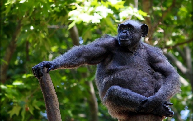 Gorilla Sitting On Tree Branch