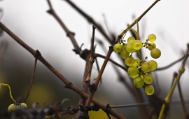 Grapes On Branch