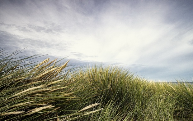 Grass Blown By The Wind (click to view)
